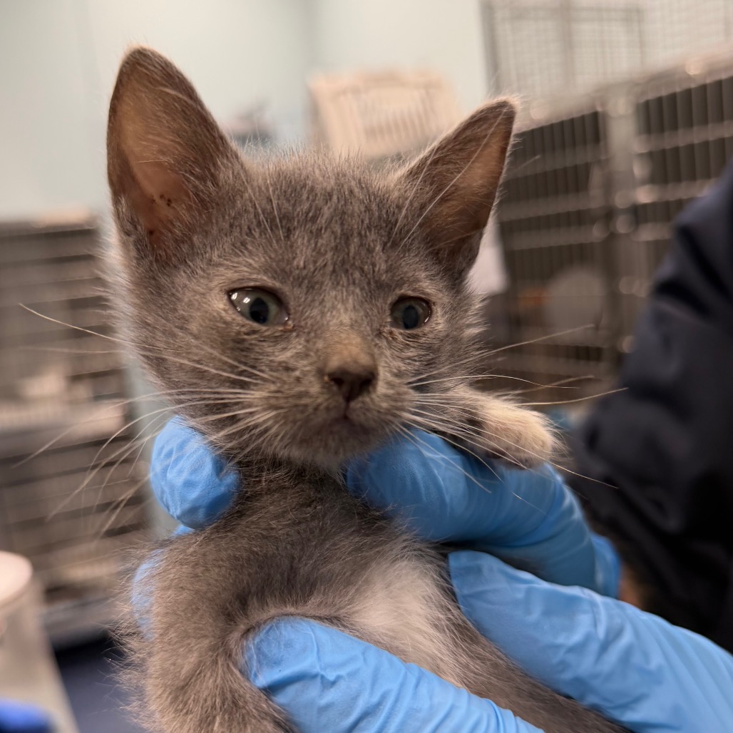 Shelter Stray Female Cat last seen , 980 Guilford College Rd, Greensboro, NC 27409, USA