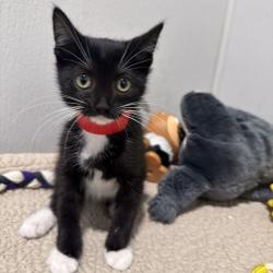 Shelter Stray Female Cat last seen , 3607 N Armenia Ave, Tampa, FL 33607, USA