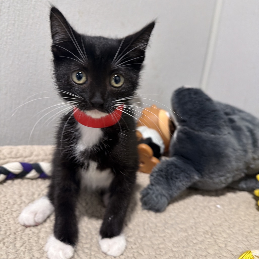 Shelter Stray Female Cat last seen , 3607 N Armenia Ave, Tampa, FL 33607, USA