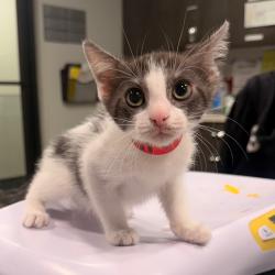 Shelter Stray Female Cat last seen , 3607 N Armenia Ave, Tampa, FL 33607, USA