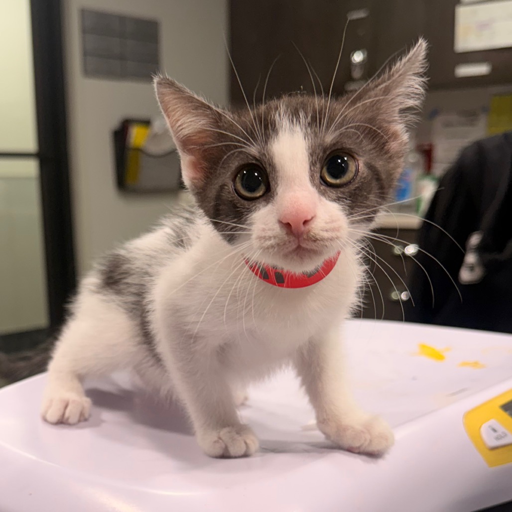 Shelter Stray Female Cat last seen , 3607 N Armenia Ave, Tampa, FL 33607, USA