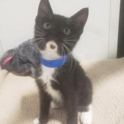 Shelter Stray Male Cat last seen , 3607 N Armenia Ave, Tampa, FL 33607, USA