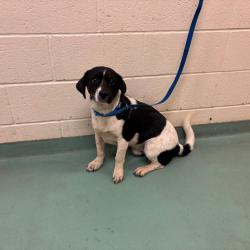 Shelter Stray Male Dog last seen , 2350 Appling City Cove, Memphis, TN 38133, USA