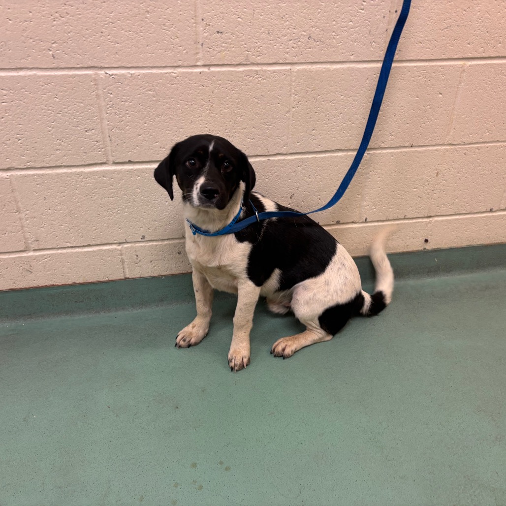 Shelter Stray Male Dog last seen , 2350 Appling City Cove, Memphis, TN 38133, USA