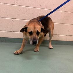 Shelter Stray Female Dog last seen , 2350 Appling City Cove, Memphis, TN 38133, USA