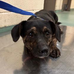 Shelter Stray Female Dog last seen , 2350 Appling City Cove, Memphis, TN 38133, USA