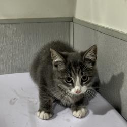 Shelter Stray Female Cat last seen , 3607 N Armenia Ave, Tampa, FL 33607, USA