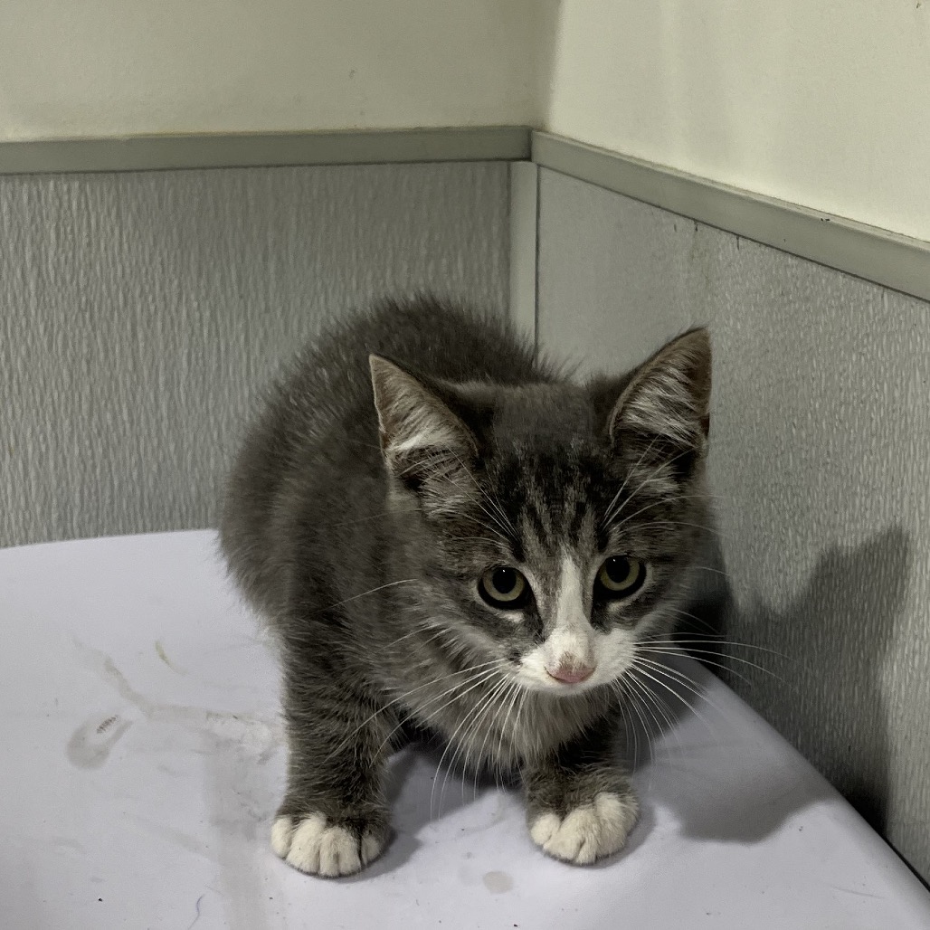 Shelter Stray Female Cat last seen , 3607 N Armenia Ave, Tampa, FL 33607, USA