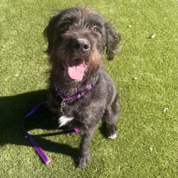 Shelter Stray Male Dog last seen , Animal Care & Control Team of Philly, 111 W Hunting Park Ave, Philadelphia, PA 19140, USA