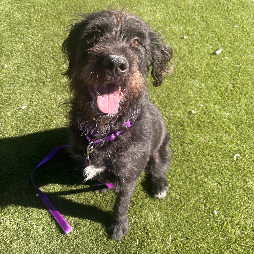 Shelter Stray Male Dog last seen , Animal Care & Control Team of Philly, 111 W Hunting Park Ave, Philadelphia, PA 19140, USA