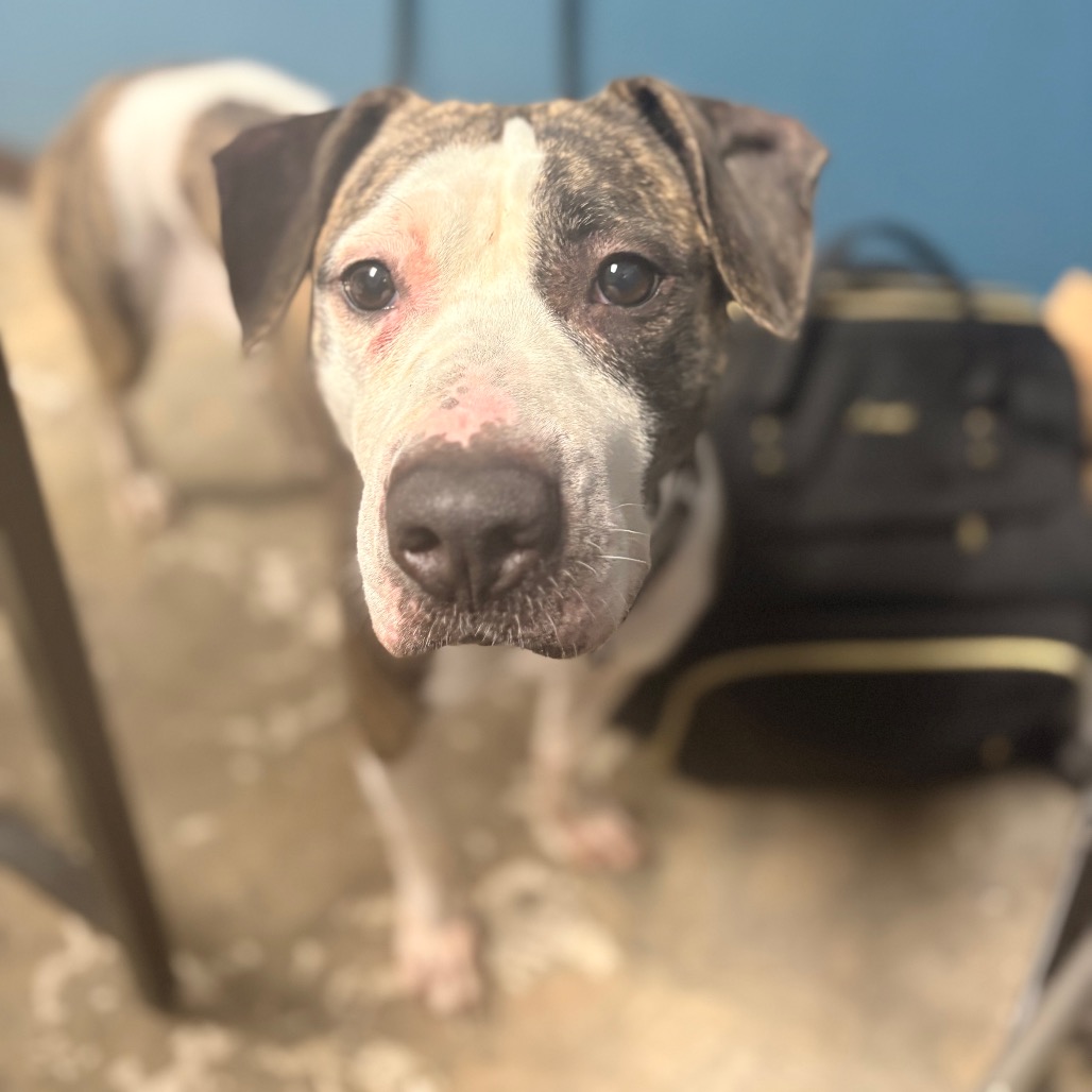Shelter Stray Female Dog last seen , Animal Care & Control Team of Philly, 111 W Hunting Park Ave, Philadelphia, PA 19140, USA