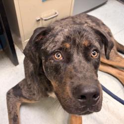 Shelter Stray Male Dog last seen , Animal Care & Control Team of Philly, 111 W Hunting Park Ave, Philadelphia, PA 19140, USA