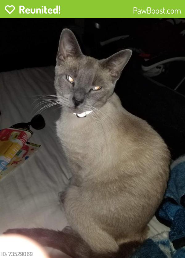 Reunited Female Cat last seen Cactus and El Mirage Rd Area, El Mirage, AZ 85335