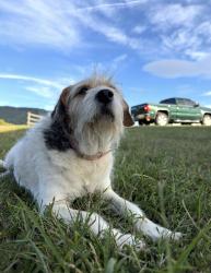 Reunited Female Dog last seen Hollins road, Hollins, VA 24019