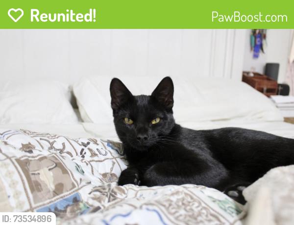Reunited Male Cat last seen Marshall and Mississippi ave, Lakewood, CO 80226