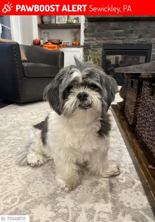 Lost Female Dog last seen Skymark Lane, Sewickley PA, Sewickley, PA 15143
