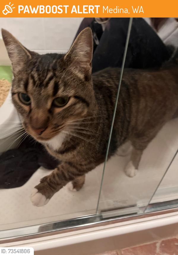Found/Stray Unknown Cat last seen 77th Ave NE Medina WA, Medina, WA 98039
