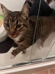 Found/Stray Unknown Cat last seen 77th Ave NE Medina WA, Medina, WA 98039