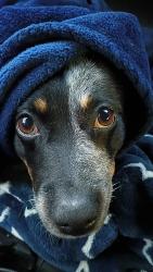 Lost Female Dog last seen 39th Ave / Northern, Glendale, AZ 85301