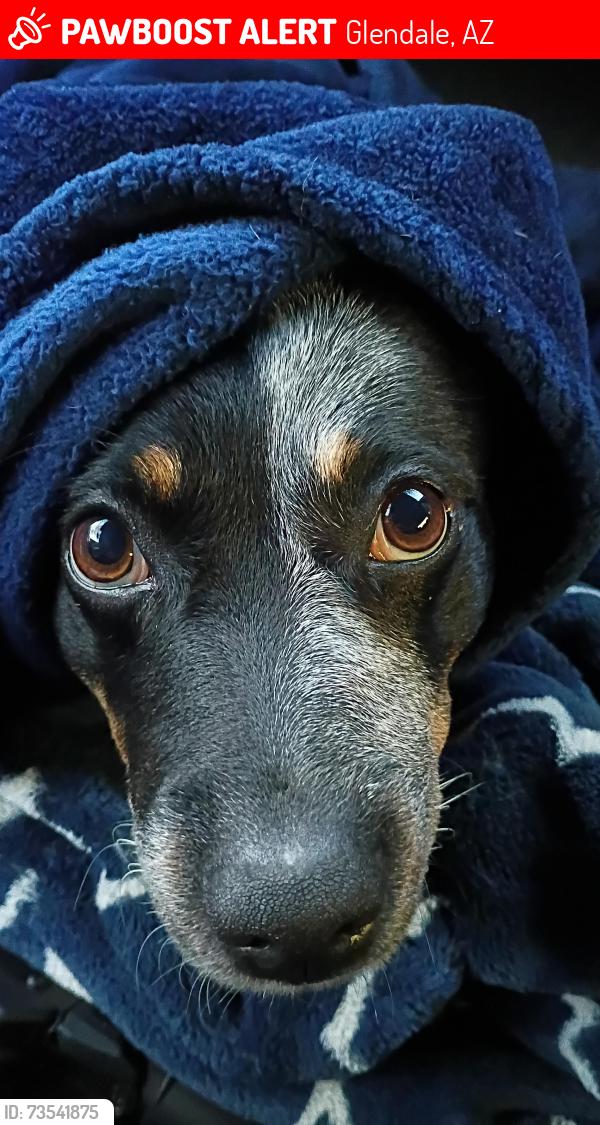 Lost Female Dog last seen 39th Ave / Northern, Glendale, AZ 85301
