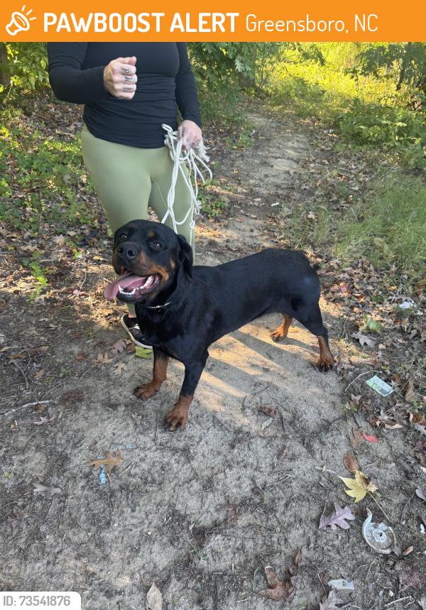 Found/Stray Female Dog last seen Isler St, Greensboro, NC 27407