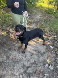 Found/Stray Female Dog last seen Isler St, Greensboro, NC 27407