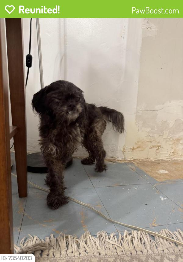 Reunited Unknown Dog last seen Hatfield and Hicks, Los Angeles, CA 90032