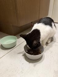 Found/Stray Male Cat last seen Langley Fine Arts School, Langley Township, BC V1M 2S6
