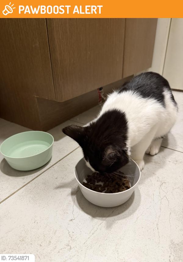 Found/Stray Male Cat last seen Langley Fine Arts School, Langley Township, BC V1M 2S6