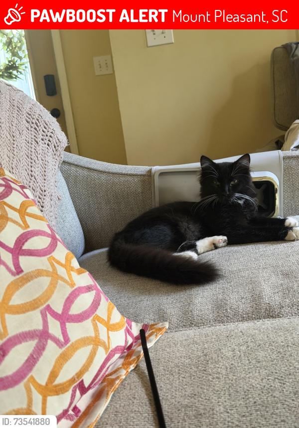Lost Male Cat last seen Near Fishermen’s Bend, Mount Pleasant, SC 29464