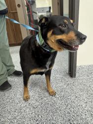 Found/Stray Female Dog last seen Black and tan, San Diego, CA 92123