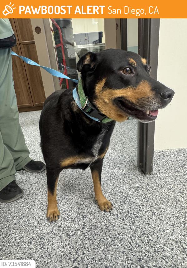 Found/Stray Female Dog last seen Black and tan, San Diego, CA 92123
