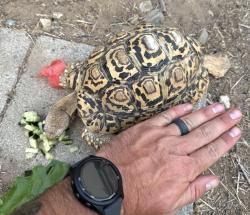 Lost Male Reptile last seen Jennifer and meridian ave, Hemet, CA 92544