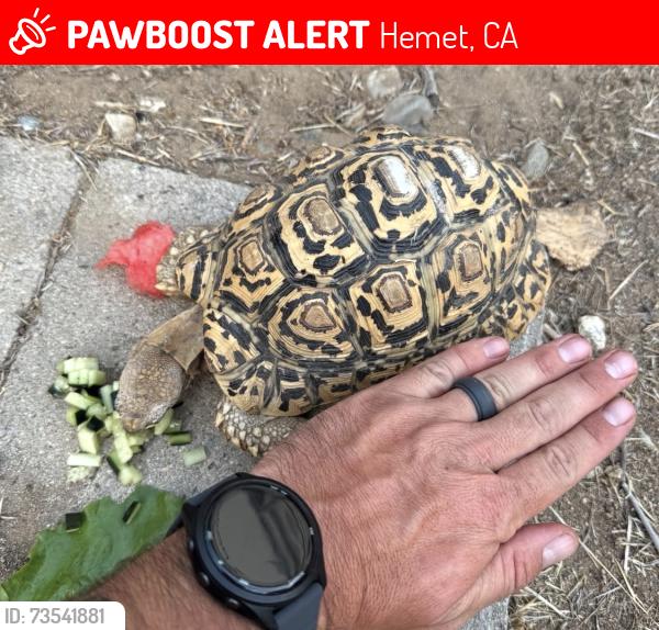 Lost Male Reptile last seen Jennifer and meridian ave, Hemet, CA 92544