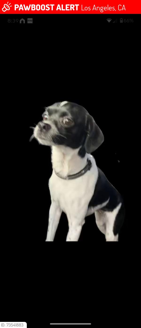 Lost Female Dog last seen Canoga and saticoy, Los Angeles, CA 91304