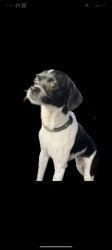Lost Female Dog last seen Canoga and saticoy, Los Angeles, CA 91304