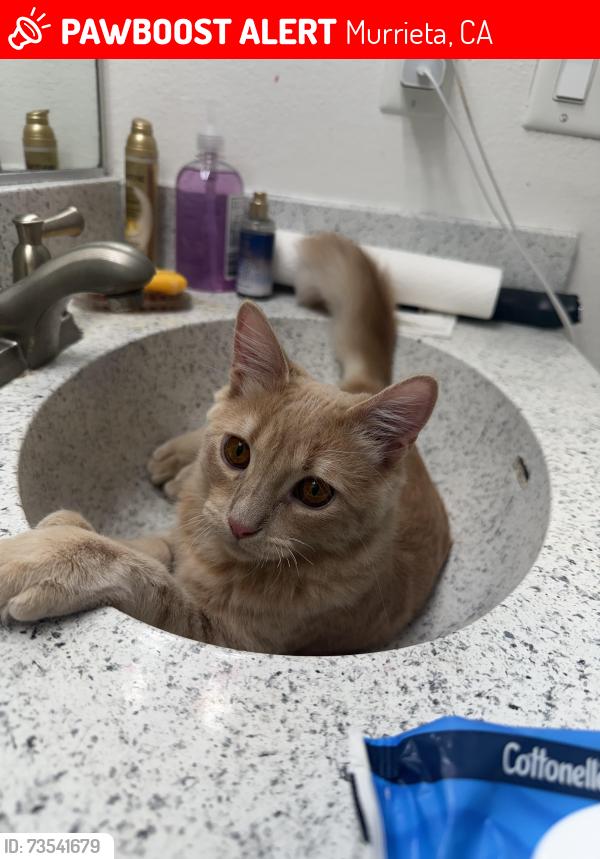 Lost Male Cat last seen Calle yorba vista, Murrieta, CA 92562