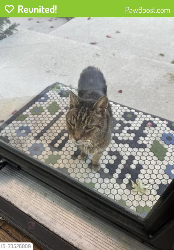 Reunited Unknown Cat last seen Carilla lane near the green hse that is for sale, Columbus, OH 43228