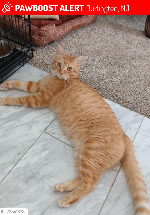 Lost Male Cat last seen Sunset Ridge Neighborhood, Burlington, NJ 08016