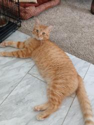 Lost Male Cat last seen Sunset Ridge Neighborhood, Burlington, NJ 08016