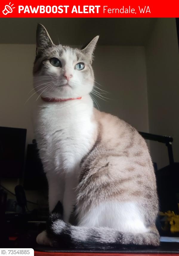 Lost Female Cat last seen VanderYacht Park, Ferndale, WA 98248