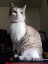 Lost Female Cat last seen VanderYacht Park, Ferndale, WA 98248