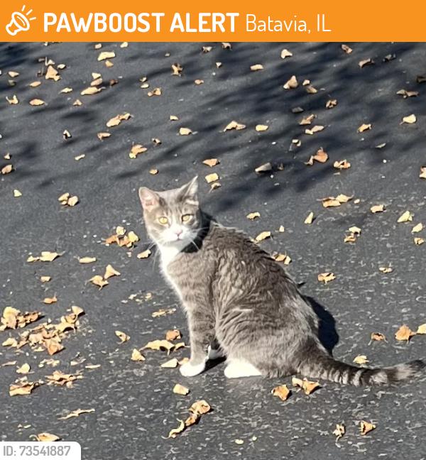 Found/Stray Unknown Cat last seen Bailey and Davey Dr Batavia IL, Batavia, IL 60510