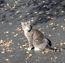 Found/Stray Unknown Cat last seen Bailey and Davey Dr Batavia IL, Batavia, IL 60510