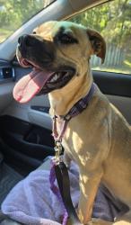 Reunited Female Dog last seen FSU stadium, Tallahassee, FL, Tallahassee, FL 32304
