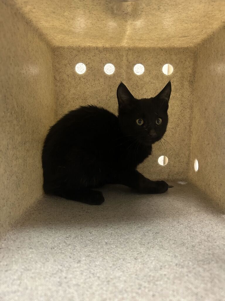 Shelter Stray Male Cat last seen Near E 3500 N, Layton, UT 84040, USA, 1422 E 600 N, Fruit Heights, UT 84037, USA