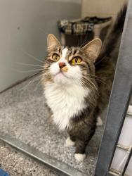 Shelter Stray Female Cat last seen Near E 600 S, Bountiful, UT 84010, USA, 1422 E 600 N, Fruit Heights, UT 84037, USA