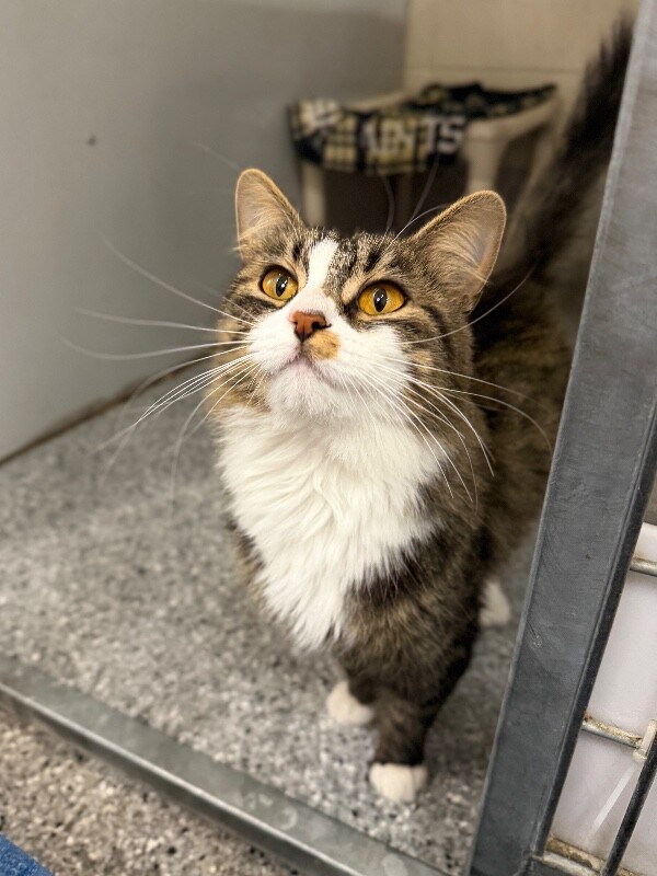 Shelter Stray Female Cat last seen Near E 600 S, Bountiful, UT 84010, USA, 1422 E 600 N, Fruit Heights, UT 84037, USA