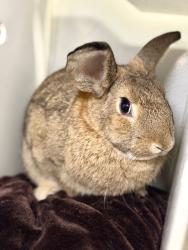 Shelter Stray Female Rabbit last seen Near S 1500 E, Clearfield, UT 84015, USA, 1422 E 600 N, Fruit Heights, UT 84037, USA