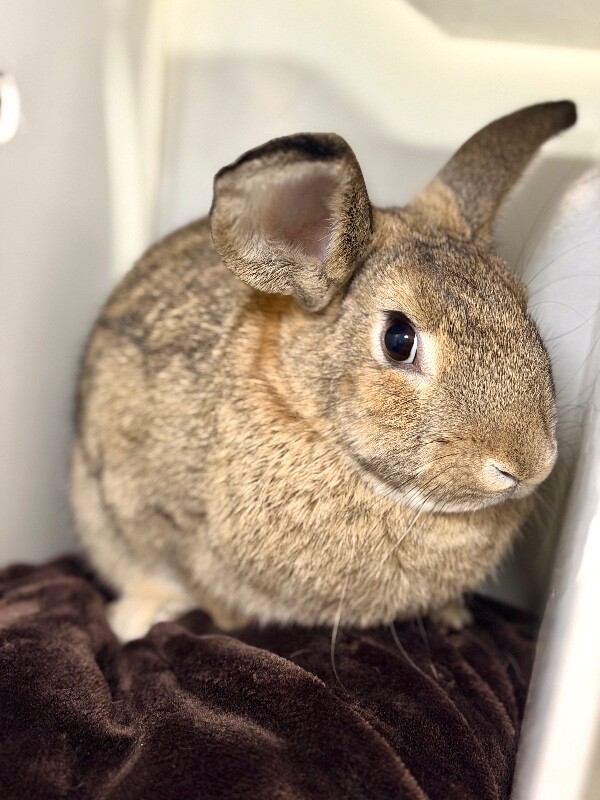 Shelter Stray Female Rabbit last seen Near S 1500 E, Clearfield, UT 84015, USA, 1422 E 600 N, Fruit Heights, UT 84037, USA